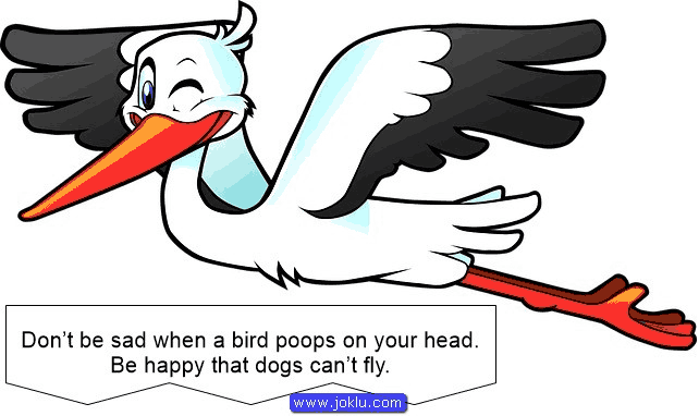 Bird poop funny image