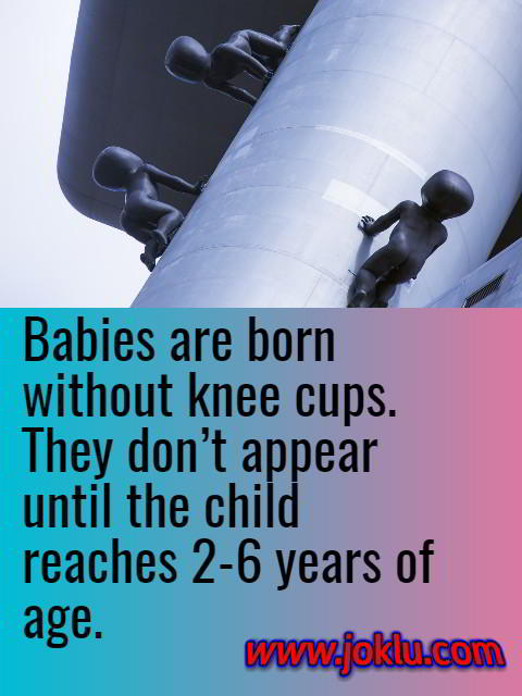 Interesting fact babies without knee cups