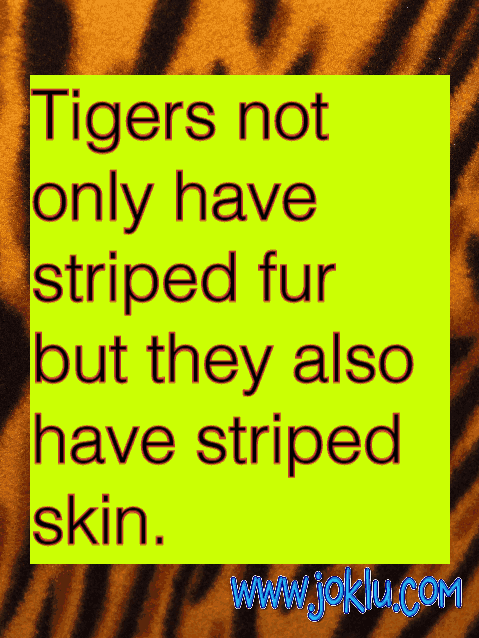 Interesting fact tiger stripes